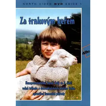 DVD film Za trnkovým keřem - DVD