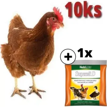 Hnědá kuřice Isabrown 10 ks + Supervit D 100g ZDARMA