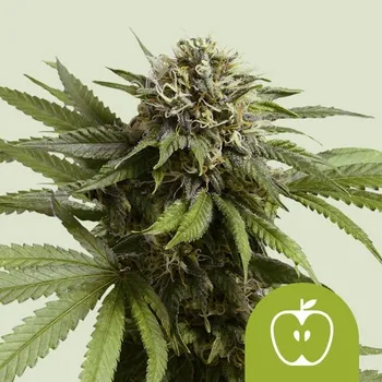 Semeno Royal Queen Seeds Apple Fritter Auto Balení: 1ks
