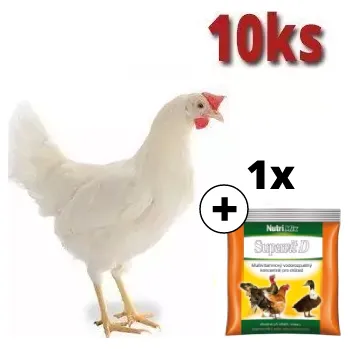 Kuřice bílá Lohman 10 ks + Supervit D 100g ZDARMA