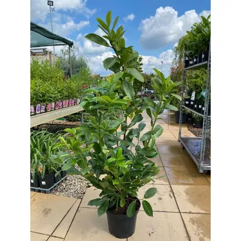 Sazenice Bobkovišeň obecná 'ROTUNDIFOLIA' 175-200cm, kontejner