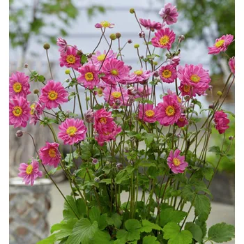 Sazenice Sasanka 'MARGARETE' kont. 1 l