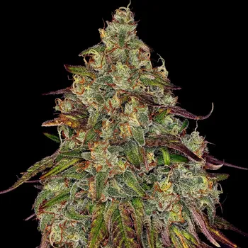 Semeno Barney´s Farm - Amnesia Lemon 3 ks