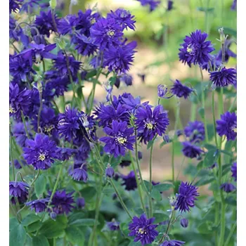 Sazenice Orlíček plnokvětý ´BLUE BARLOW´ kont. 0,5 l