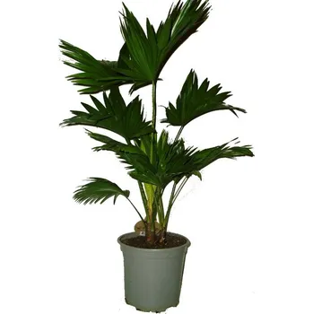 Sazenice Palma Livistona rotundifolia XXL