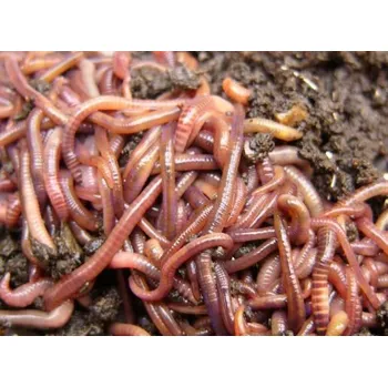 DENDROBAENA VENETA -VLASTNÍ CHOV -20KS - NEJVĚTŠÍ VELIKOSTI