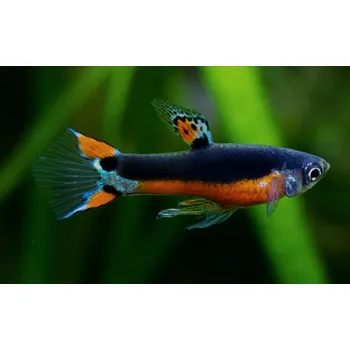 Vánoce Živorodka Wingeova Santa maria - Poecilia wingei Santa Maria