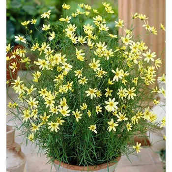 Sazenice Krásnoočko hybridní ´MOONBEAM´ kont. 0,5 l