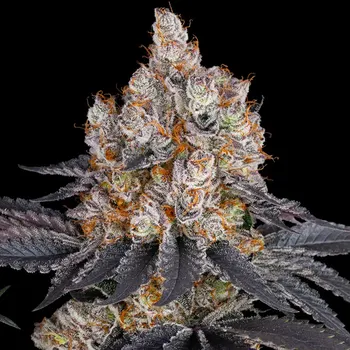 Semeno Barney´s Farm - Gelato 3 ks