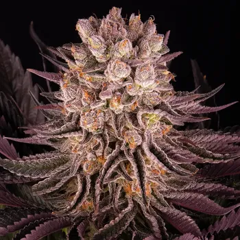 Semeno Barney´s Farm - Mimosa x Orange Punch 3 ks