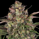 Barney´s Farm - Peyote Critical 10 ks