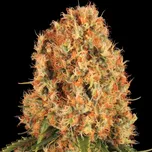 Barney´s Farm - Orange Sherbert 10 ks
