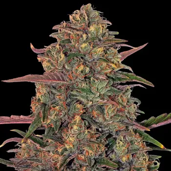 Semeno Barney´s Farm - Pineapple Chunk 1 ks