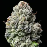 Barney´s Farm - Lemon Cherry Gelato 5 ks