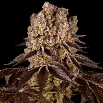 Semeno Barney´s Farm - Purple Punch 3 ks
