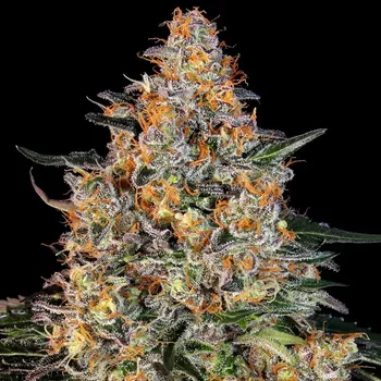 Semeno Barney´s Farm - Bubba Kush 5 ks