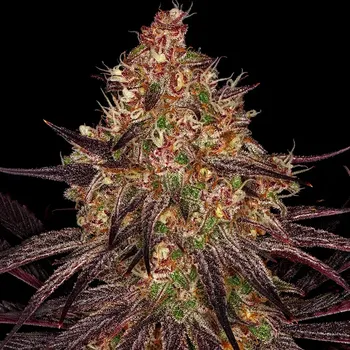 Semeno Barney´s Farm - Ayahuasca Purple 3 ks