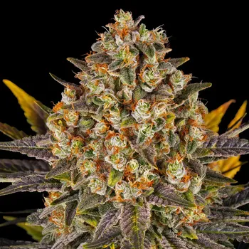 Semeno Barney´s Farm - Banana Punch 3 ks
