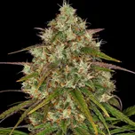 Barney´s Farm - Liberty Haze 10 ks