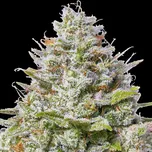Barney´s Farm - Blue Gelato 41 10 ks