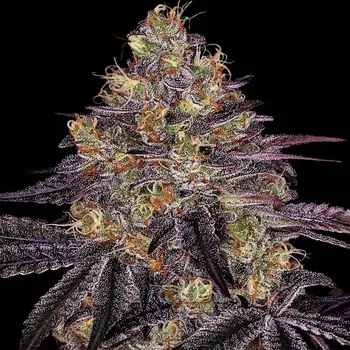Semeno Barney´s Farm - Watermelon Zkittlez 5 ks