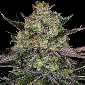 Semeno Barney´s Farm - Gorilla Zkittlez 3 ks