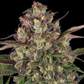 Semeno Barney´s Farm - Peyote Critical 3 ks