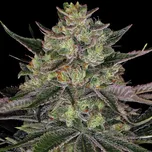 Barney´s Farm - Gorilla Zkittlez 10 ks