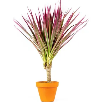 Gardners Dracaena marginata Bicolor, průměr 6-7 cm Dracéna lemovaná, Dračinec