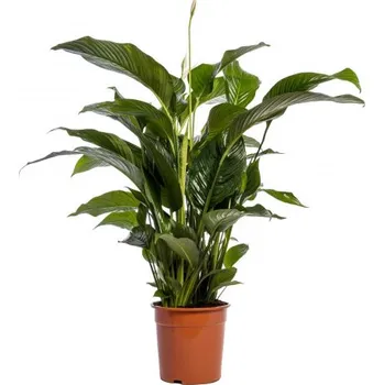Sazenice Lopatkovec, Spathiphyllum, vysoký 100 - 120 cm, průměr květináče 24 cm
