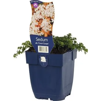 Květináč Rozchodník bílý FloraSelf Sedum album 'Coral Carpet' výška 3-5 cm květináč 0,5 l