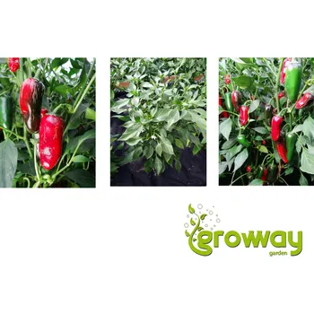 Semeno Jalapeno Senorita 10 ks