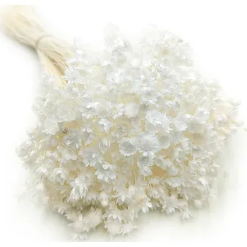 mech-mech.cz Sušená Glixia - (Comanthera) - Bělená