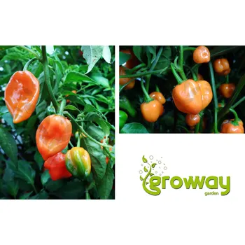 Počítačová hra Habanero Orange 10 ks