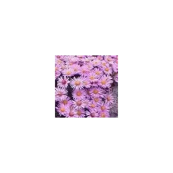 Sazenice Aster dumosus Peter Harrison