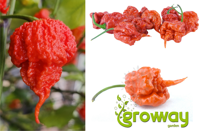 Carolina Reaper 10 ks