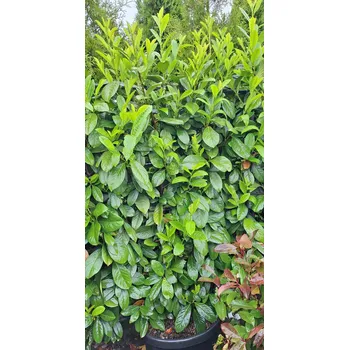 Sazenice Bobkovišeň obecná 'NOVITA' kontejner 45l