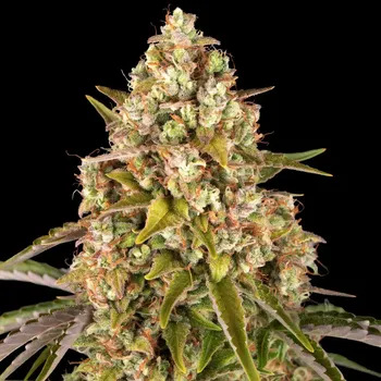 Semeno Barney´s Farm - Critical Kush Auto 1 ks