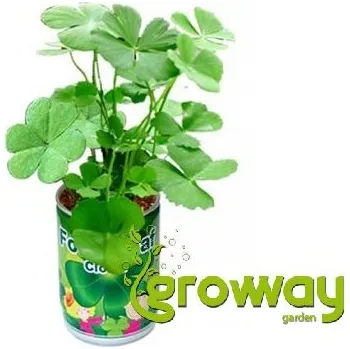 Semeno Vypěstuj si čtyřlístek 1 ks