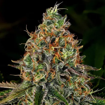Semeno Barney´s Farm - Tangerine Dream Auto 3 ks