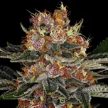 Barney´s Farm - Purple Punch Auto 10 ks