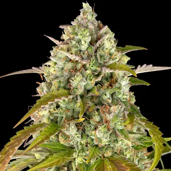 Semeno Barney´s Farm - Pineapple Express Auto 1 ks