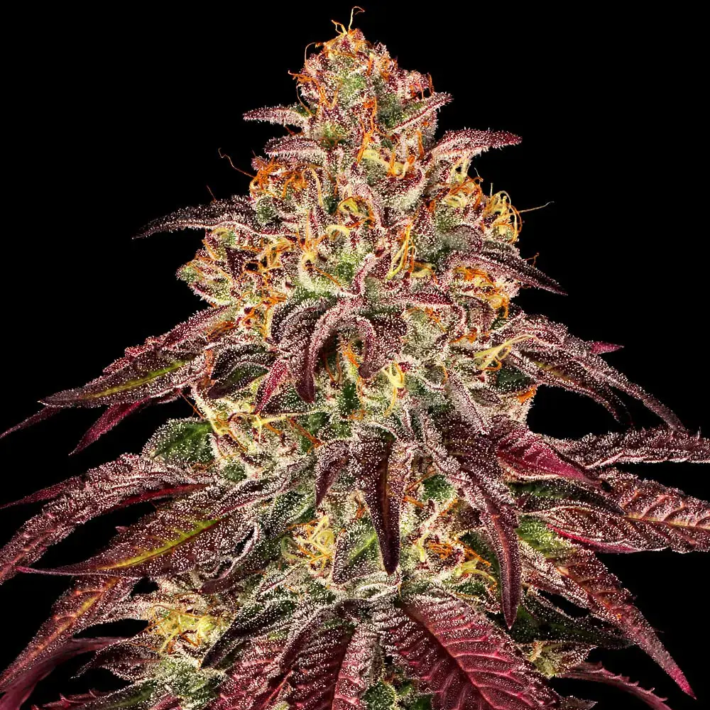 Barney´s Farm - Mimosa x Orange Punch Auto 3 ks