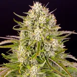 Barney´s Farm - Wedding Cake Auto 10 ks