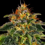 Barney´s Farm - Moby Dick 10 ks