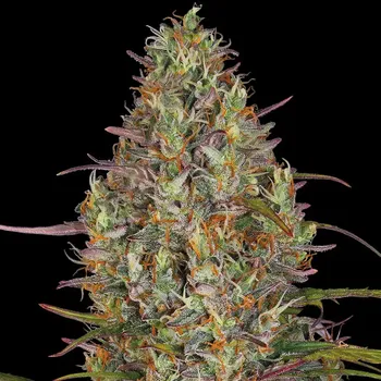 Semeno Barney´s Farm - Glue Gelato Auto 3 ks