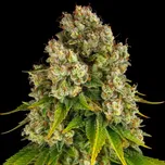 Barney´s Farm - Cheese Auto 10 ks
