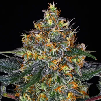 Semeno Barney´s Farm - Moby Dick Auto 1 ks