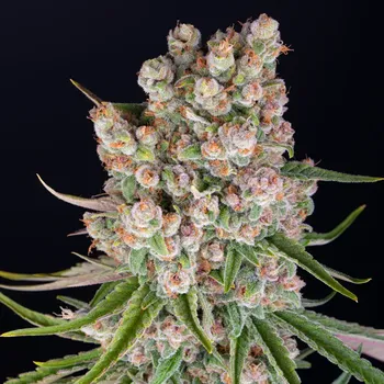 Semeno Barney´s Farm - GMO Auto 3 ks