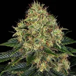 Barney´s Farm - Skywalker OG Auto 10 ks
